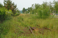 Zugewachsene Weiche im Bahnhof Graal-Müritz.