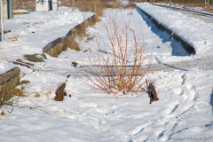 Überweg Sagard