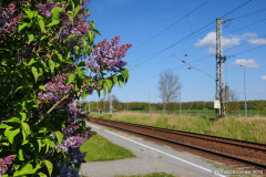 Fliederblüte Teschenhagen