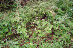 MEDION DIGITAL CAMERA