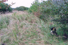 MEDION DIGITAL CAMERA