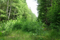 Bahndamm Schwarzenpfost 2009