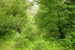 Bahndamm Schwarzenpfost 2009