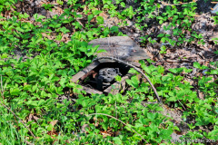 Umlenkrollen im Gestrüpp Velgast